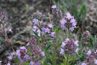 Thymus glabrescens Willd. ?<br/>Munții Zărandului, Cladova, 23 May 2009 © Adrian Schlesinger - public domain (<a href=https://creativecommons.org/publicdomain/zero/1.0/ target=_blank>CC0 1.0</a>)